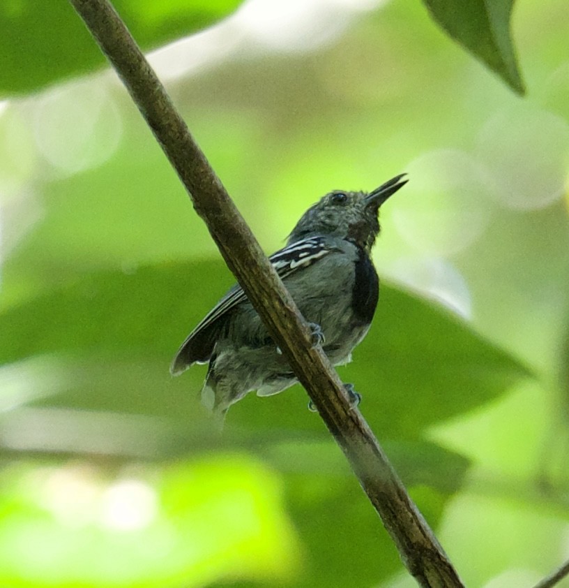 Band-tailed Antwren - ML614244028