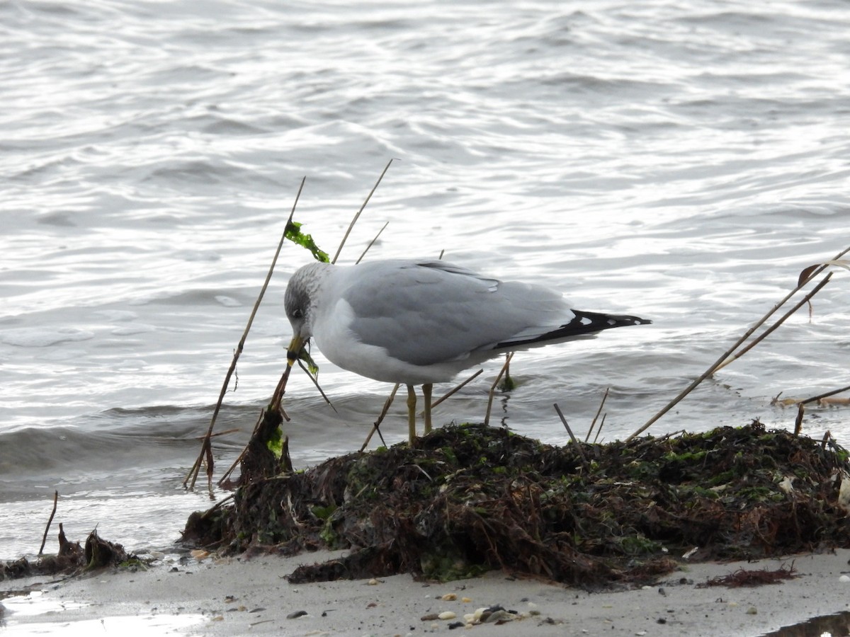 Ring-billed Gull - ML614244057