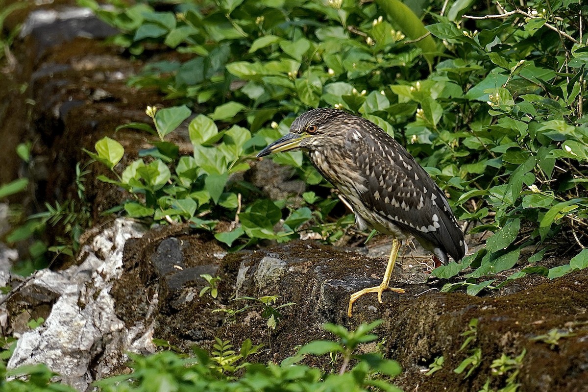 Black-crowned Night Heron - ML614244100