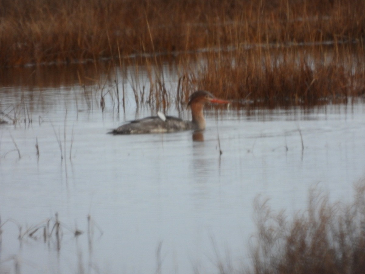 Red-breasted Merganser - Donna Ortuso