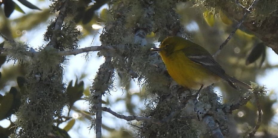 Pine Warbler - ML614244242