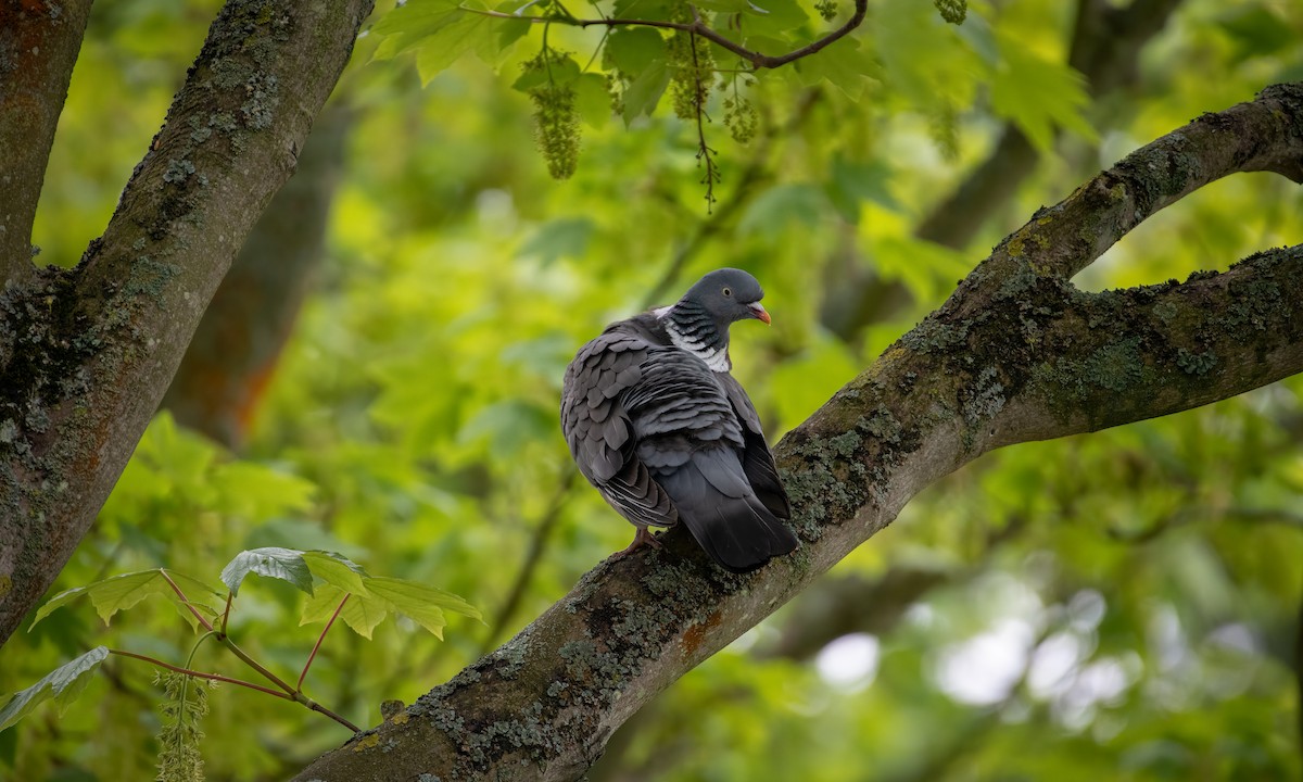 Pigeon ramier (groupe palumbus) - ML614244369