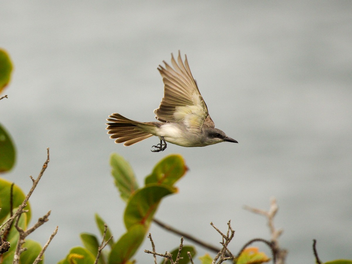 Gray Kingbird - ML614244395