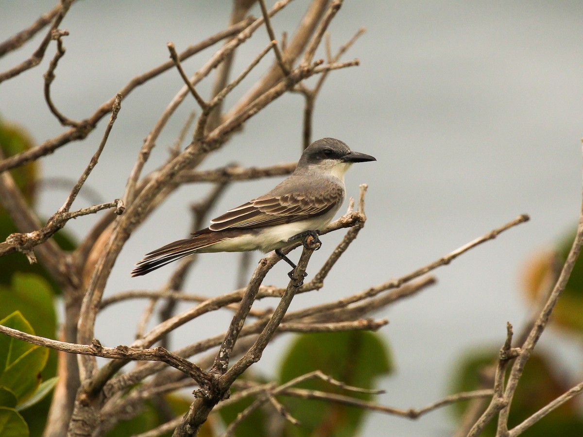 Gray Kingbird - ML614244397