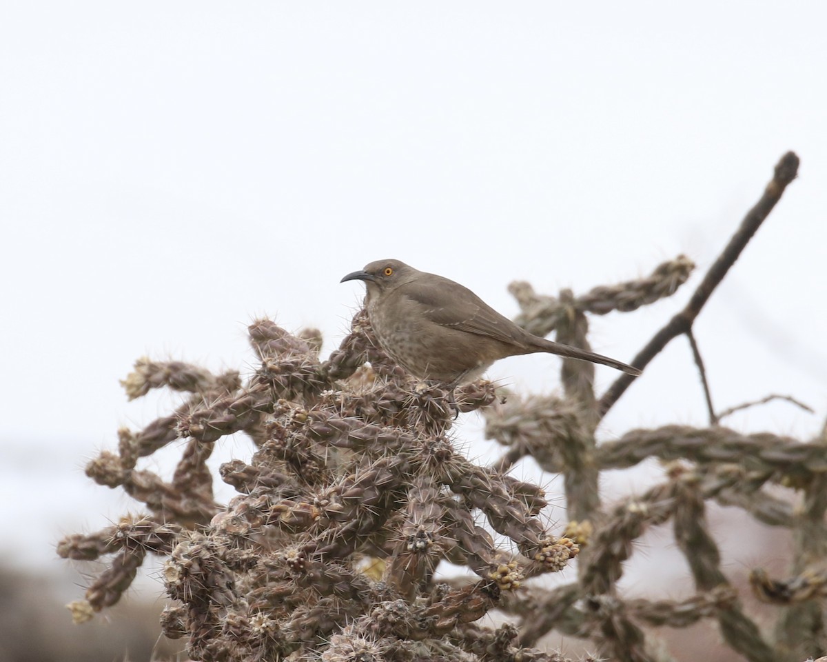 Curve-billed Thrasher - ML614244541