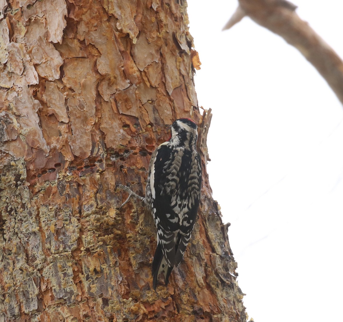 Yellow-bellied Sapsucker - ML614244580