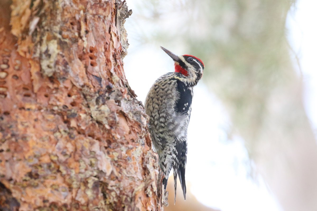 Red-naped Sapsucker - ML614244621