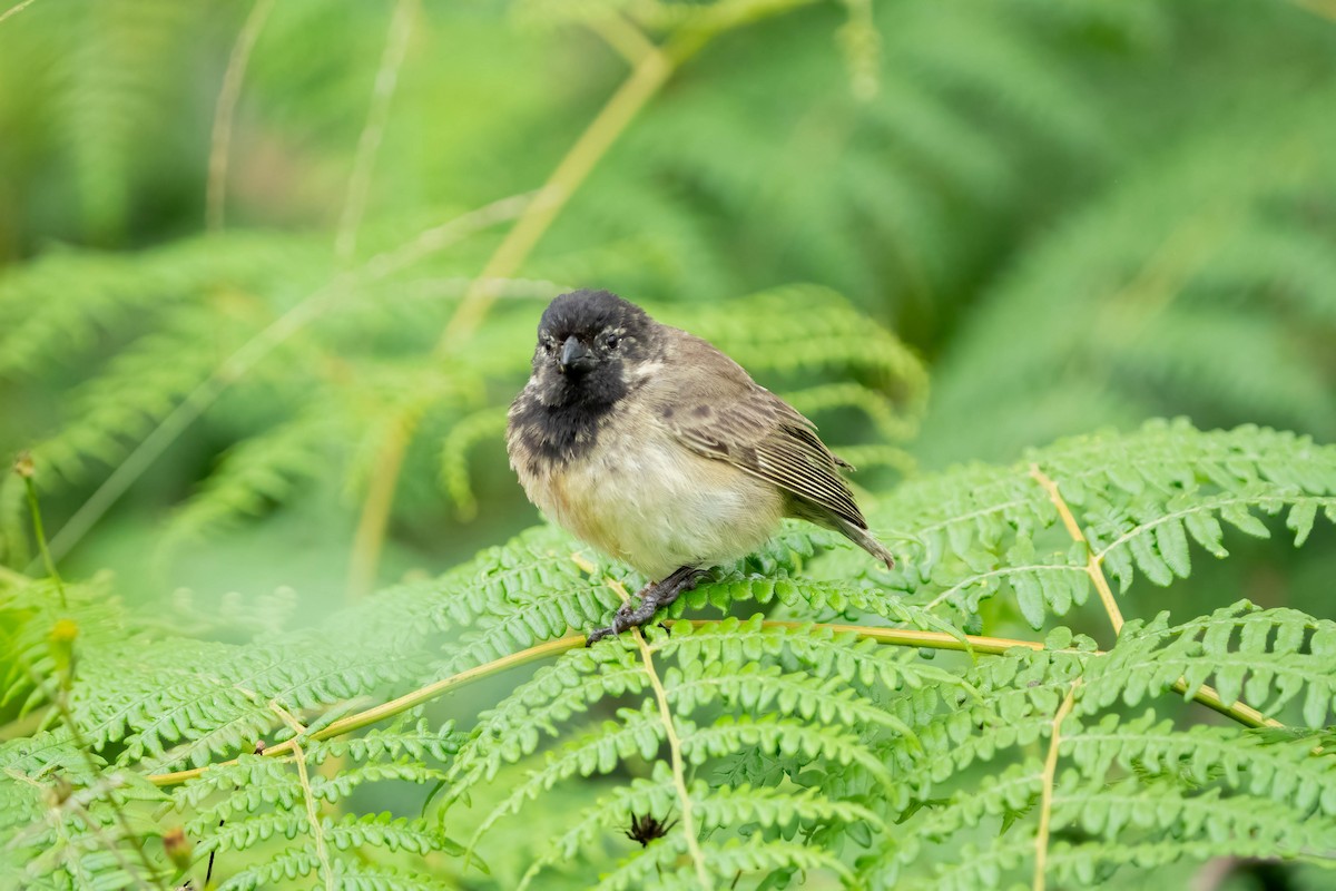 Large Tree-Finch - Courtney Rella