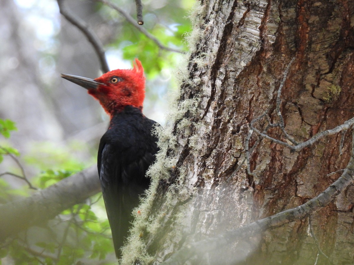 Magellanic Woodpecker - ML614244641