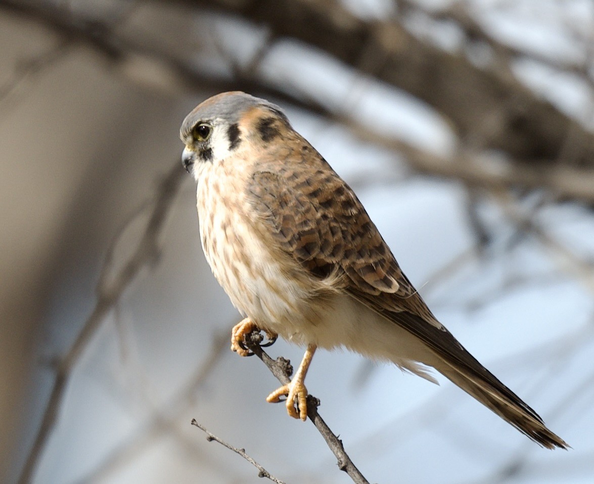 American Kestrel - ML614244654