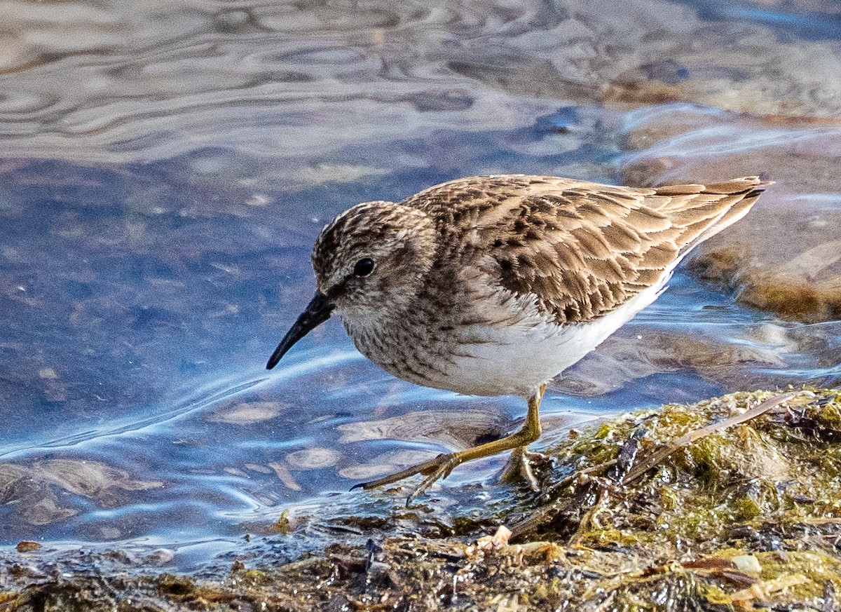 Least Sandpiper - ML614244657