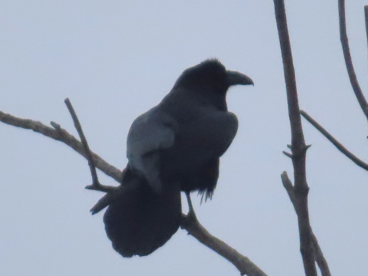 Common Raven - ML614244659