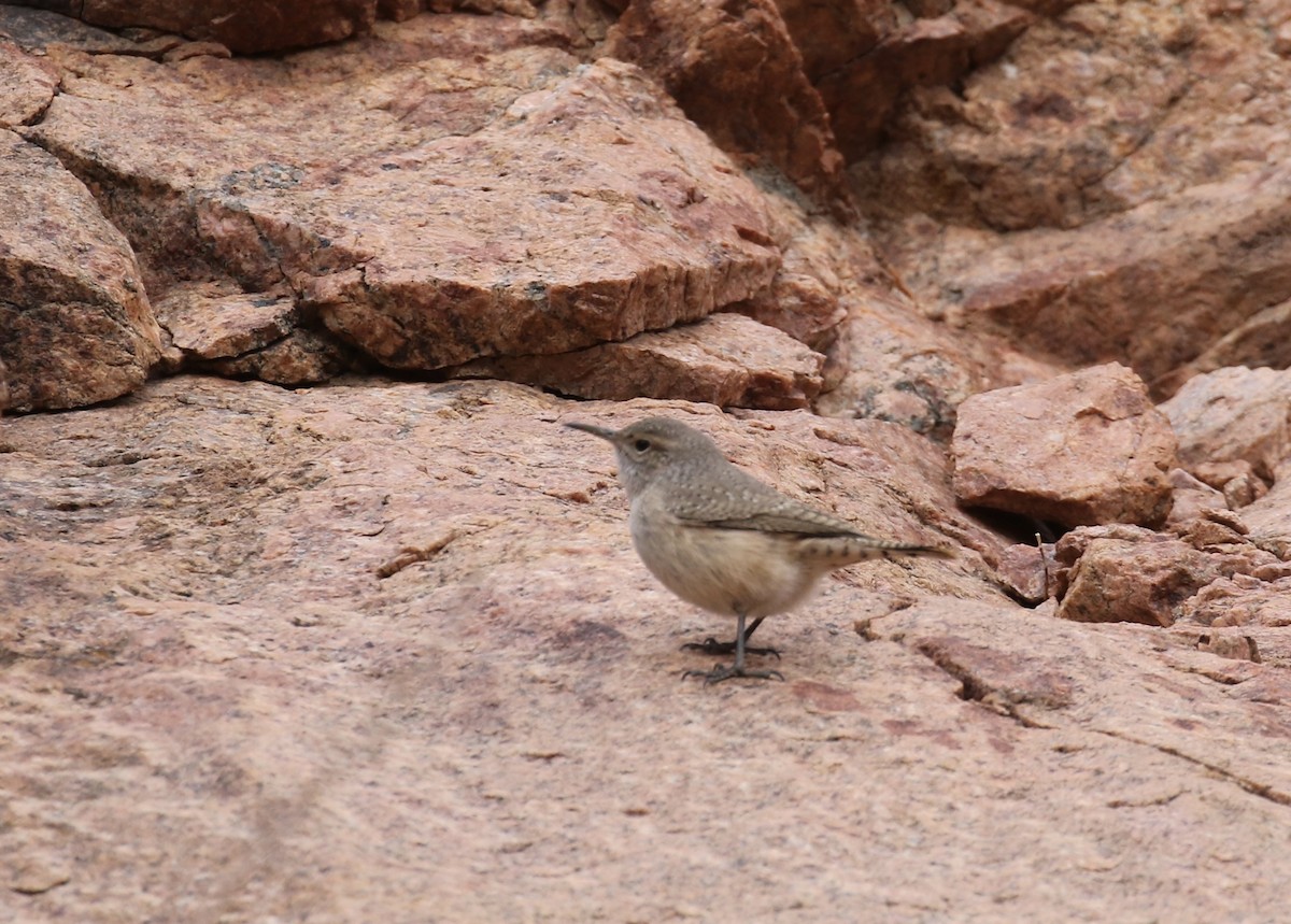 Rock Wren - ML614244694