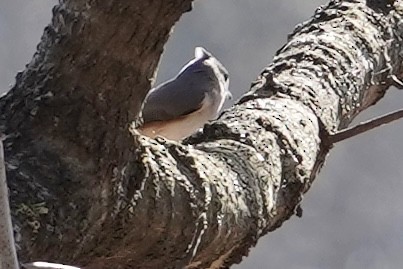 Tufted Titmouse - ML614244696