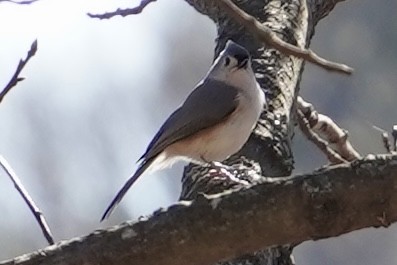 Tufted Titmouse - ML614244697