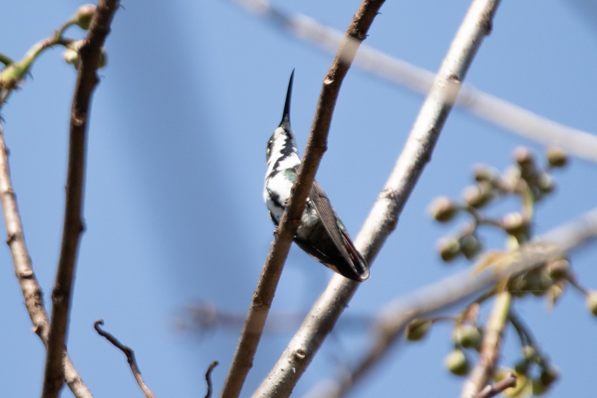 Green-breasted Mango - ML614244716