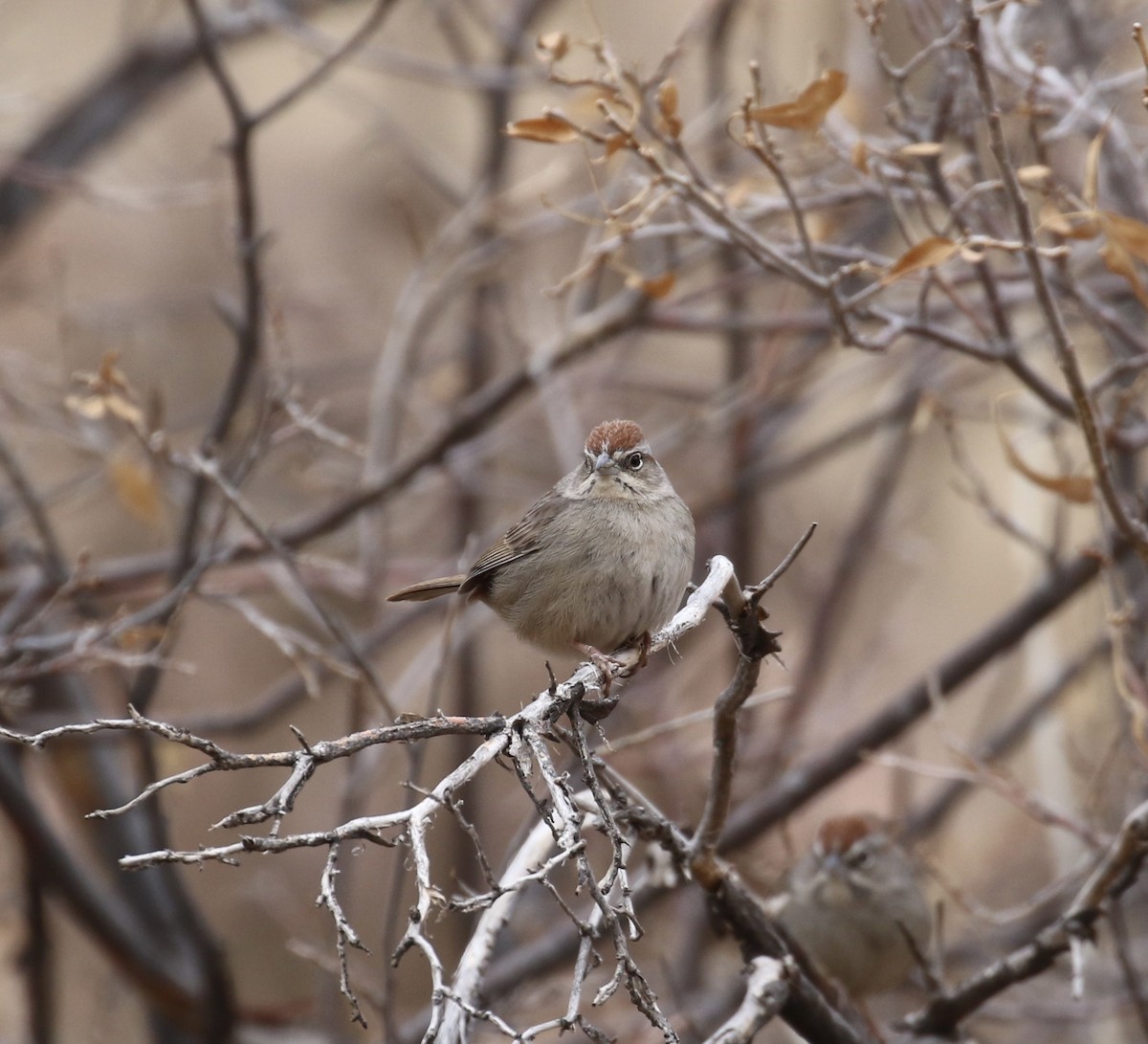 Rufous-crowned Sparrow - ML614244726