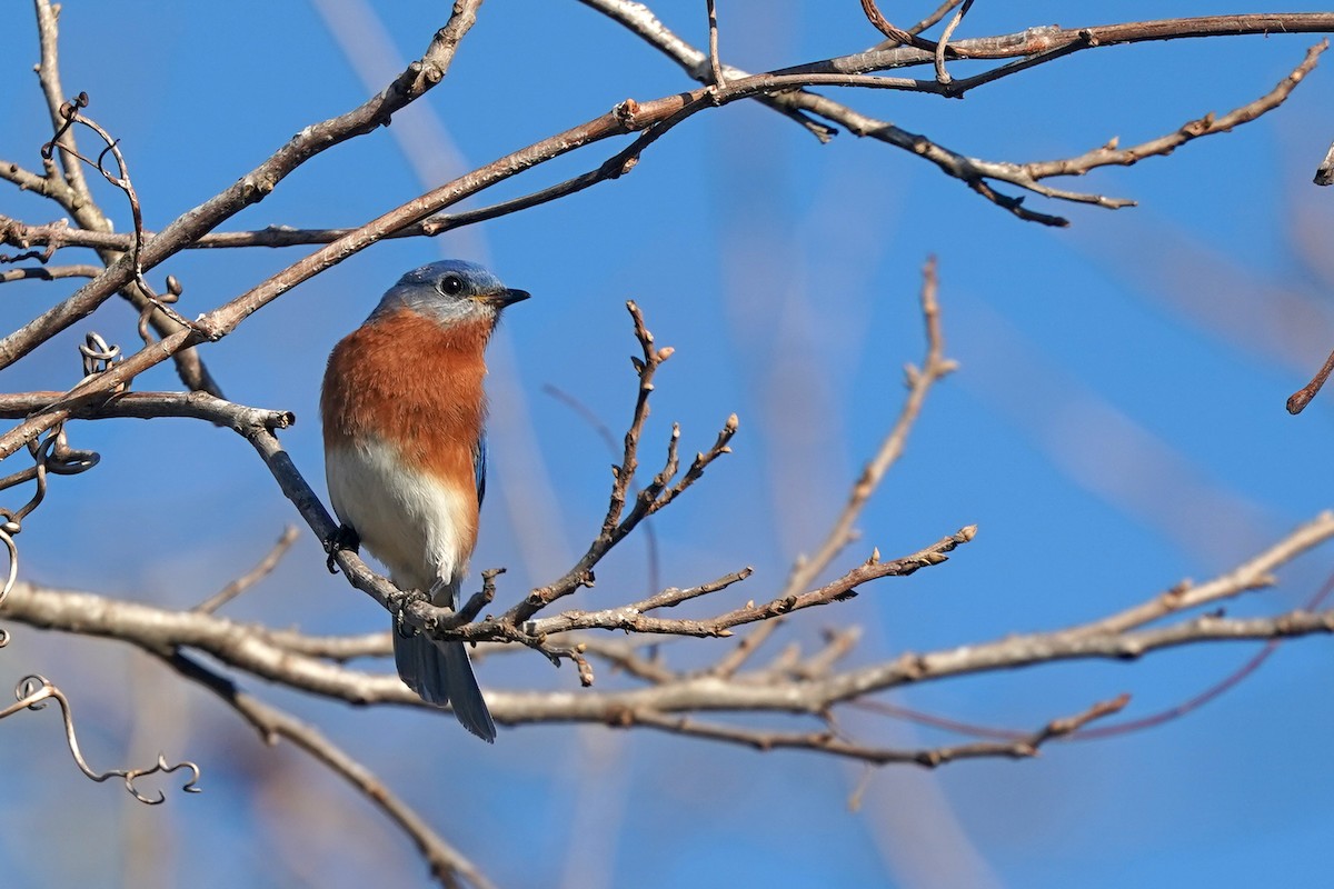 Eastern Bluebird - ML614244790