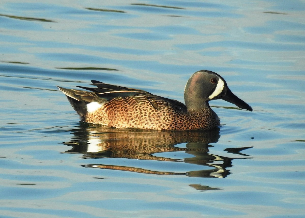 Sarcelle à ailes bleues - ML614244824