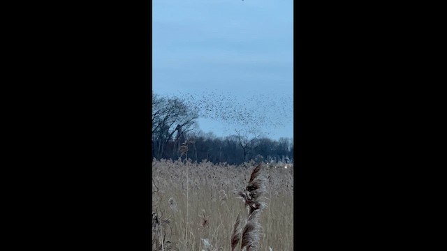 Red-winged Blackbird (Red-winged) - ML614244826