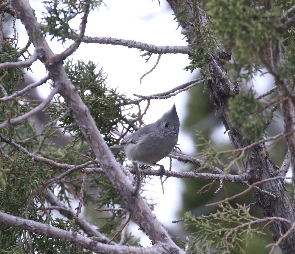 Juniper Titmouse - ML614244833