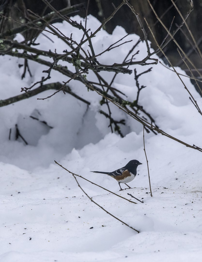 Spotted Towhee - Kari Monagle