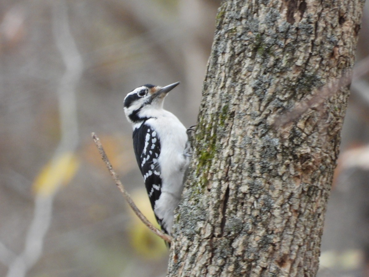 Hairy Woodpecker - Christina G