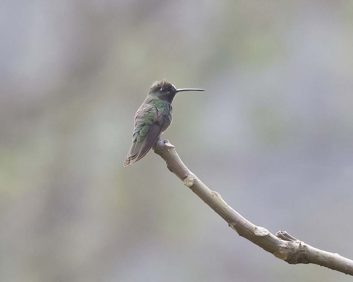 Colibrí Magnífico - ML614244992