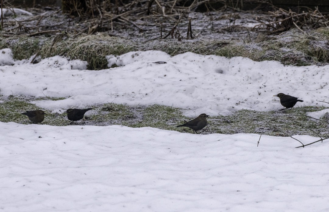 Rusty Blackbird - Kari Monagle