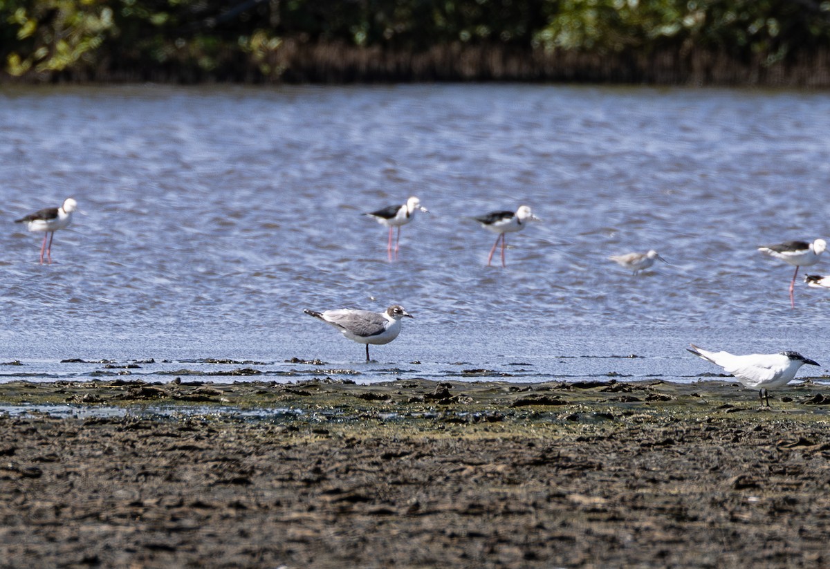 Franklin's Gull - ML614245070