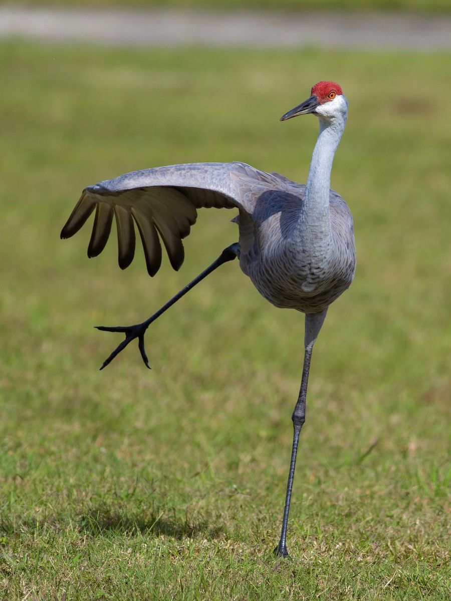Sandhill Crane - ML614245096