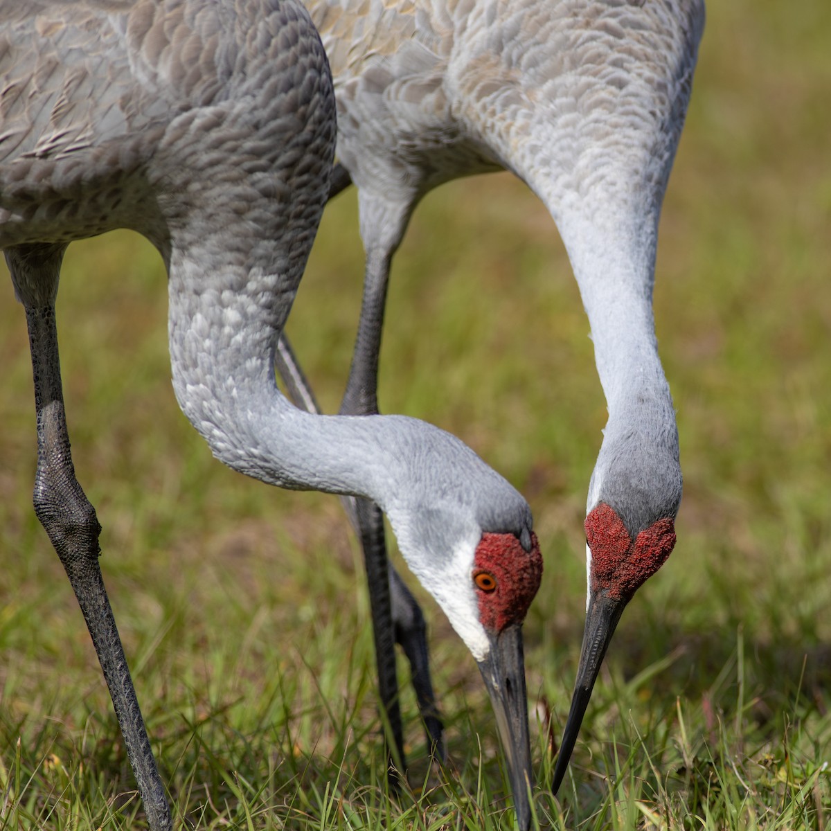 Sandhill Crane - ML614245098