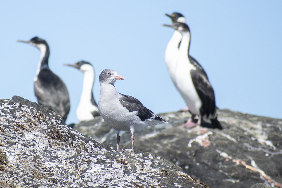 Dolphin Gull - ML614245198