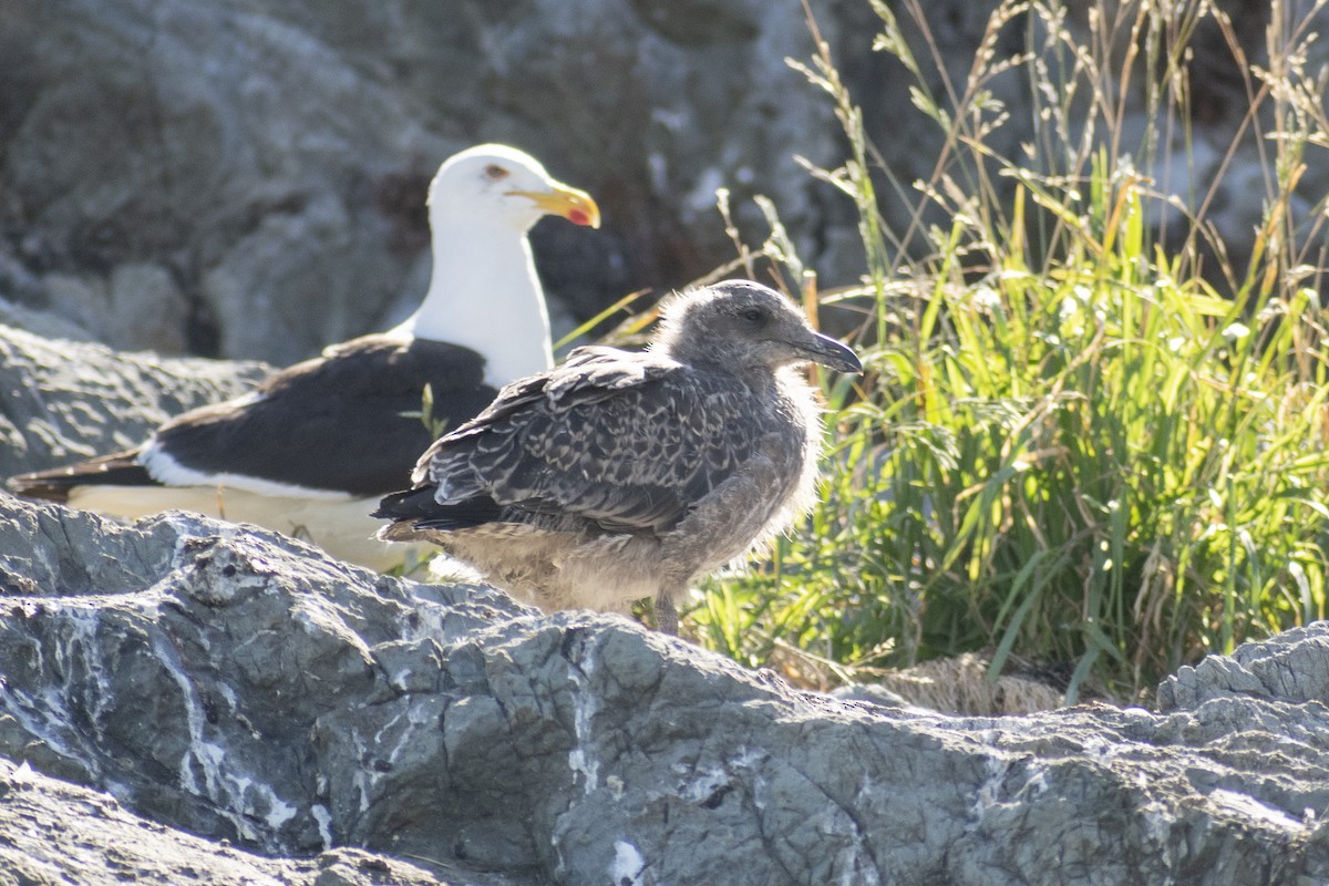 Kelp Gull - ML614245203