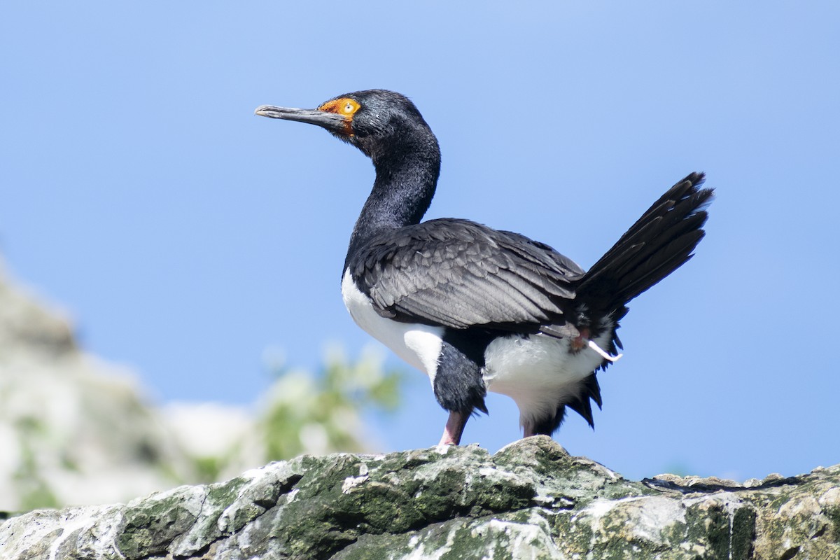 Magellanic Cormorant - Daniela Diaz