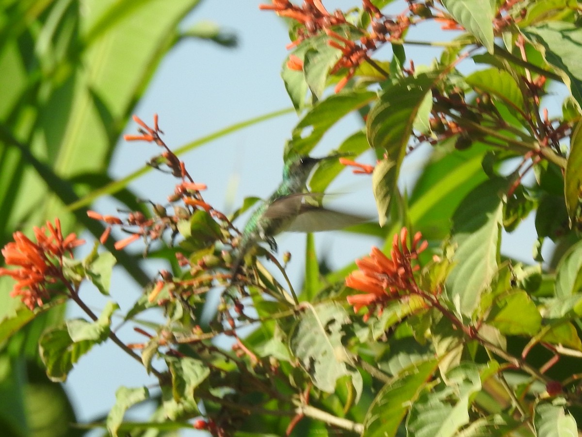 kolibřík safírovohrdlý - ML614245234