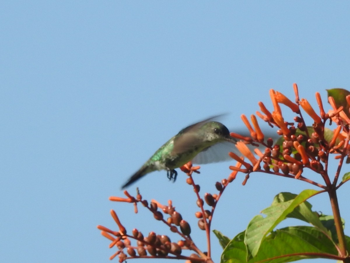 kolibřík safírovohrdlý - ML614245235