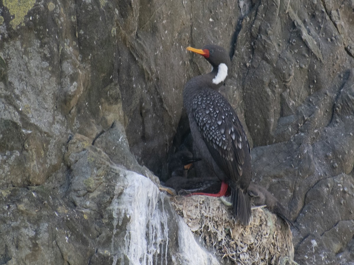 Red-legged Cormorant - ML614245237