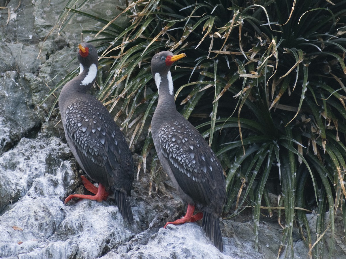 Red-legged Cormorant - ML614245239