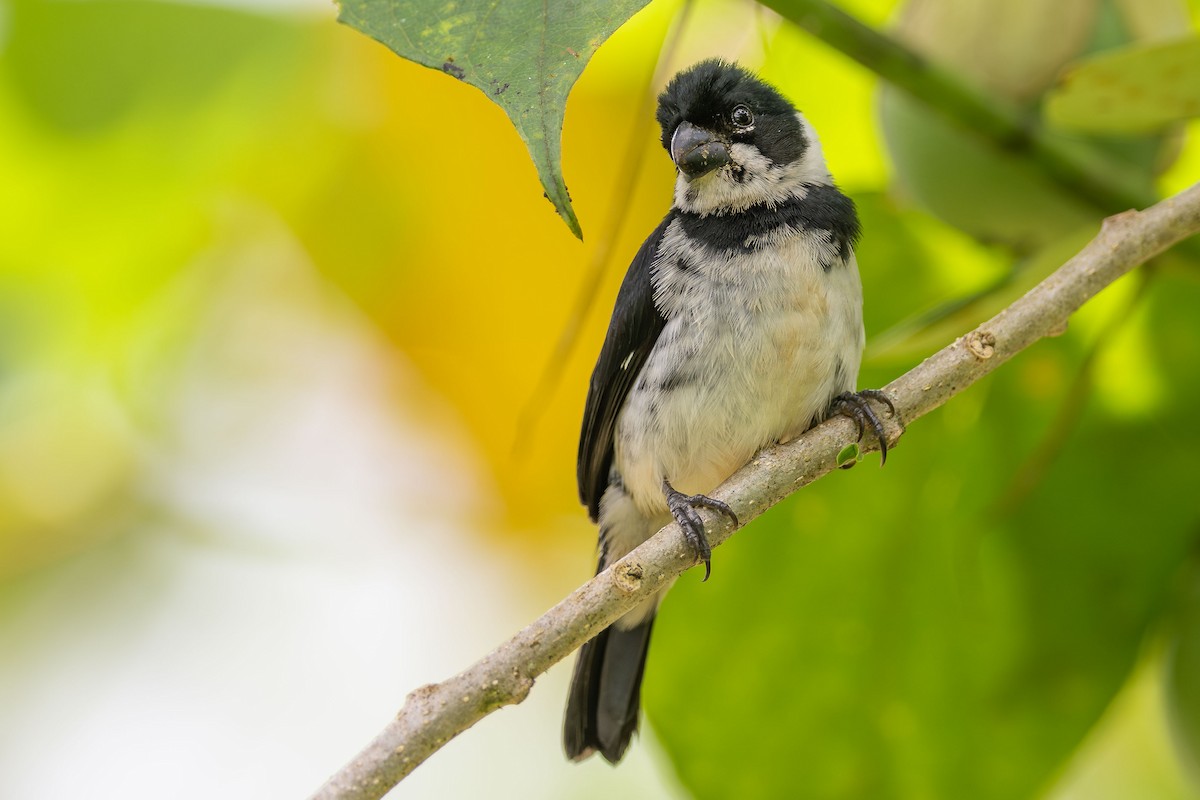 Variable Seedeater (Variable) - ML614245262