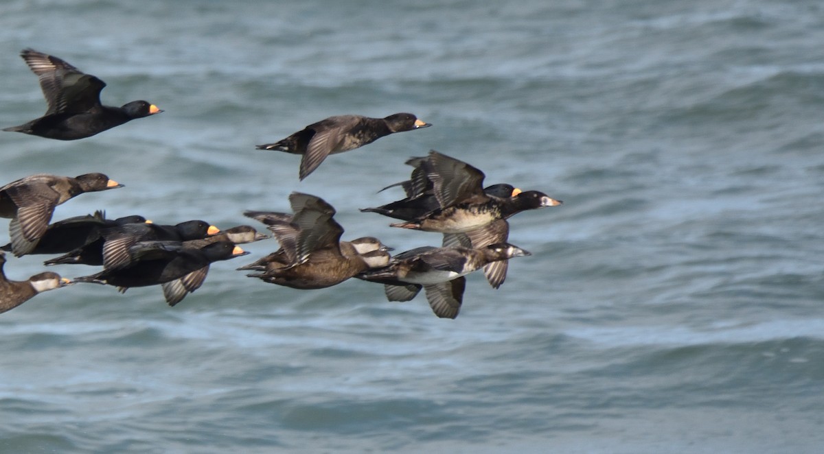 Black Scoter - Richard Snow