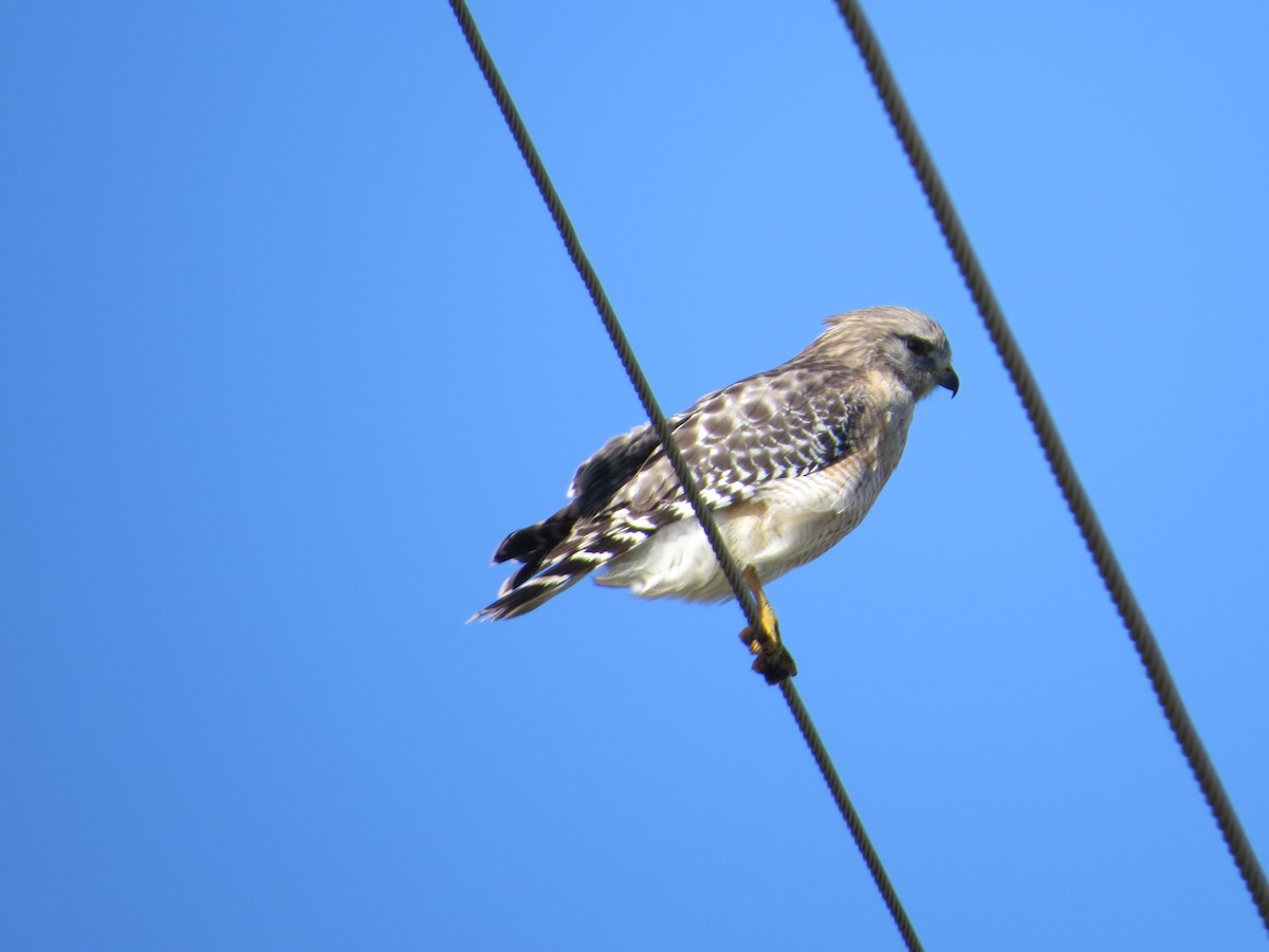 Red-shouldered Hawk - ML614245422