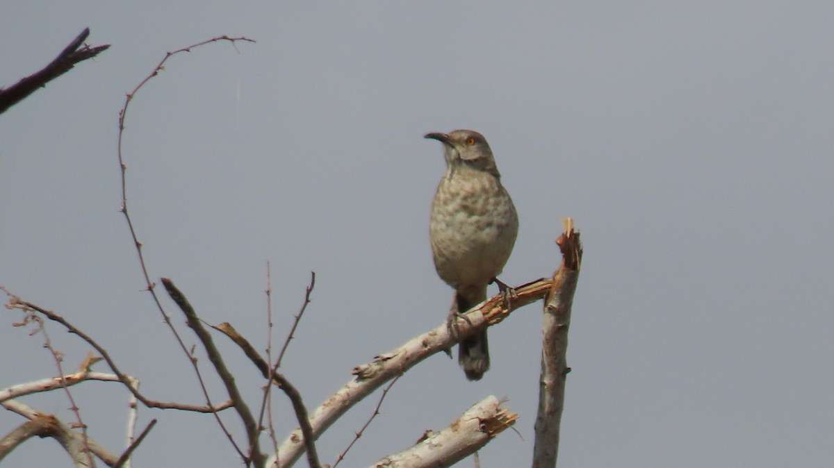 Curve-billed Thrasher - ML614245468