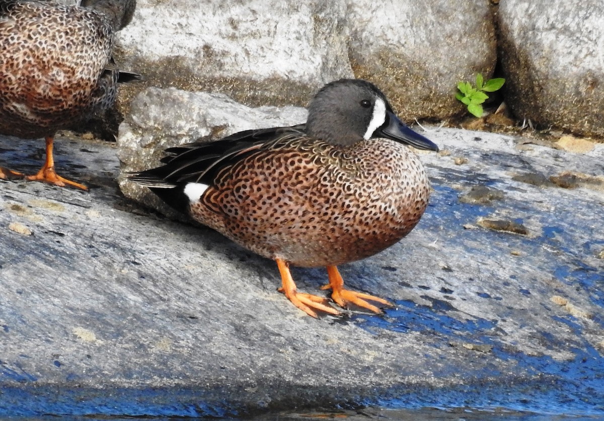 Blue-winged Teal - Pablo Bedrossian