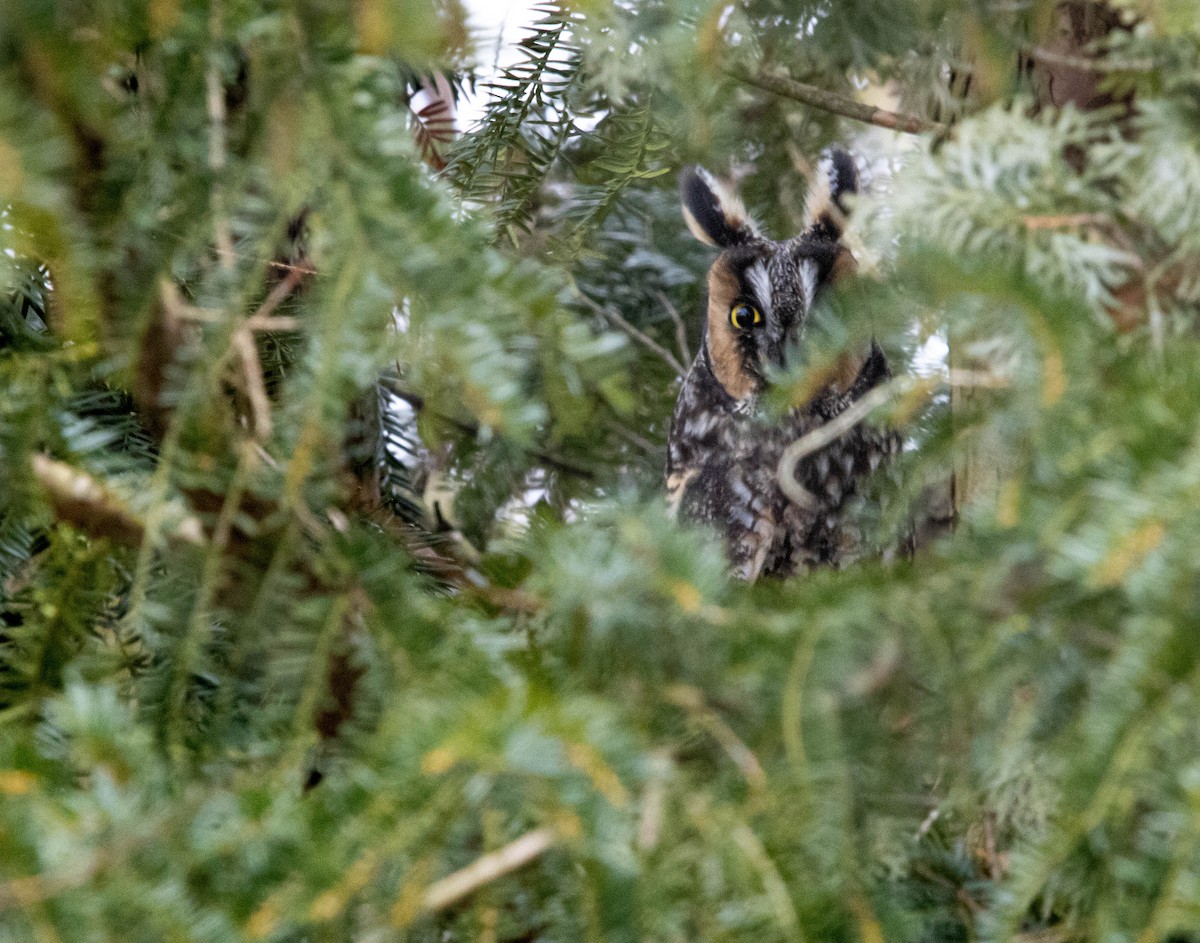 Long-eared Owl (American) - ML614245530