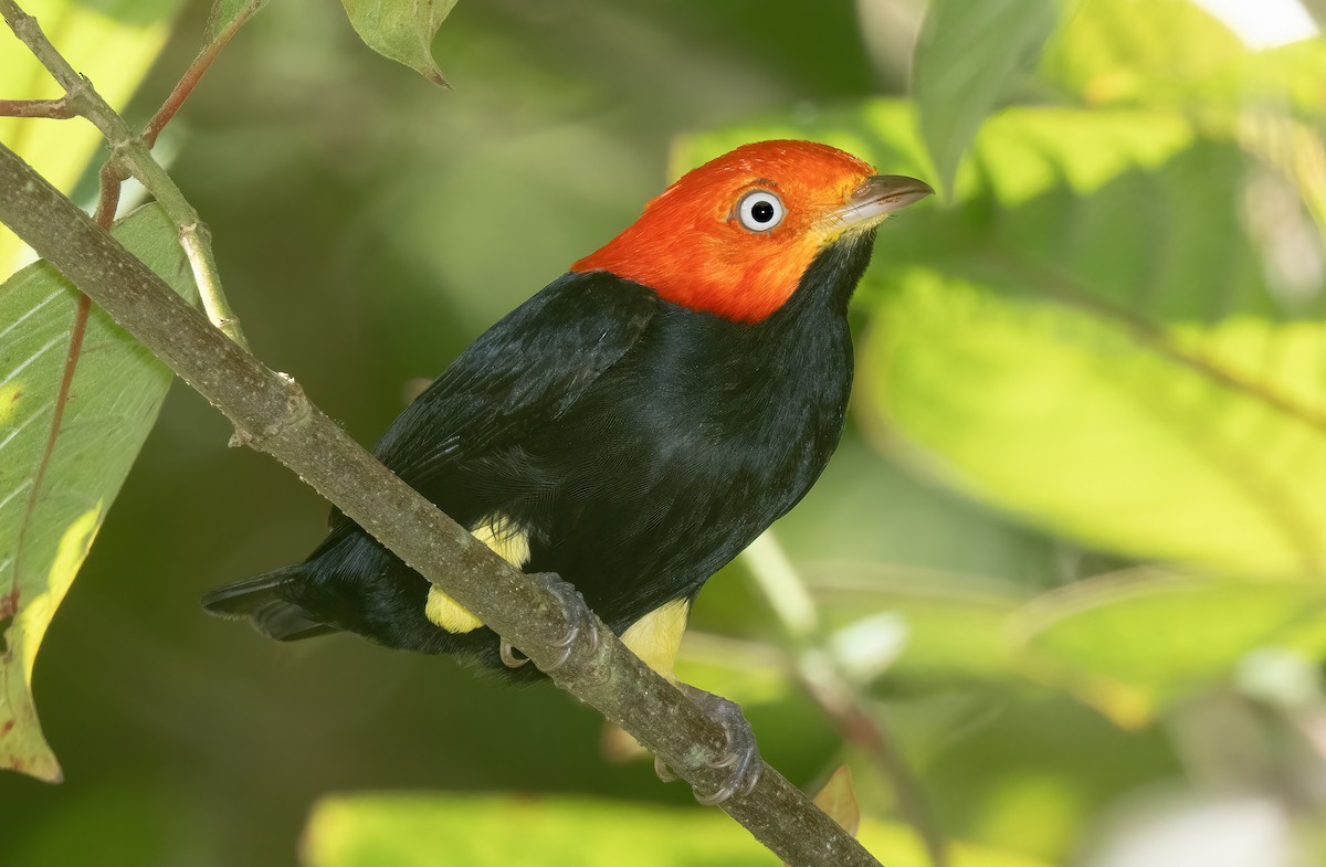 Red-capped Manakin - ML614245562