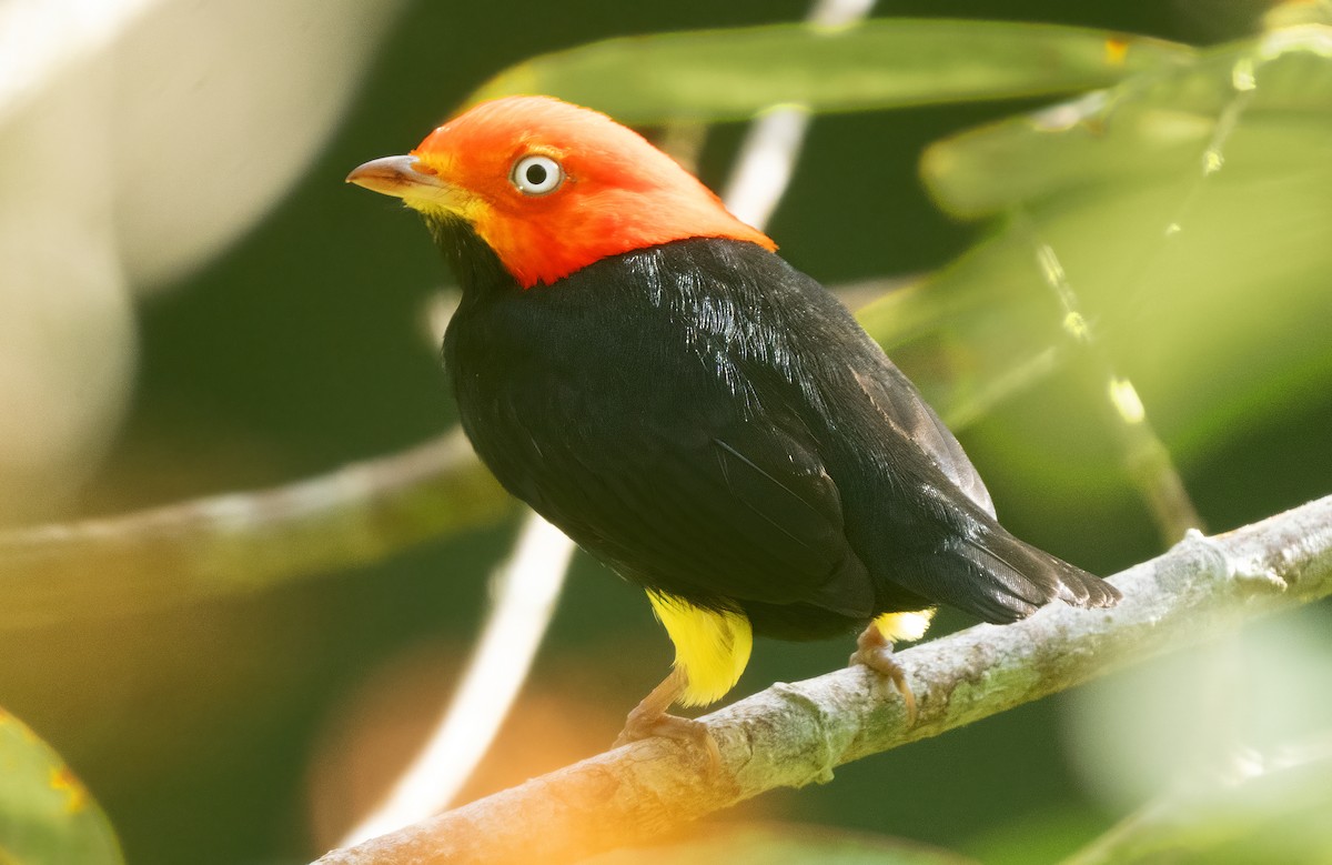Red-capped Manakin - ML614245563
