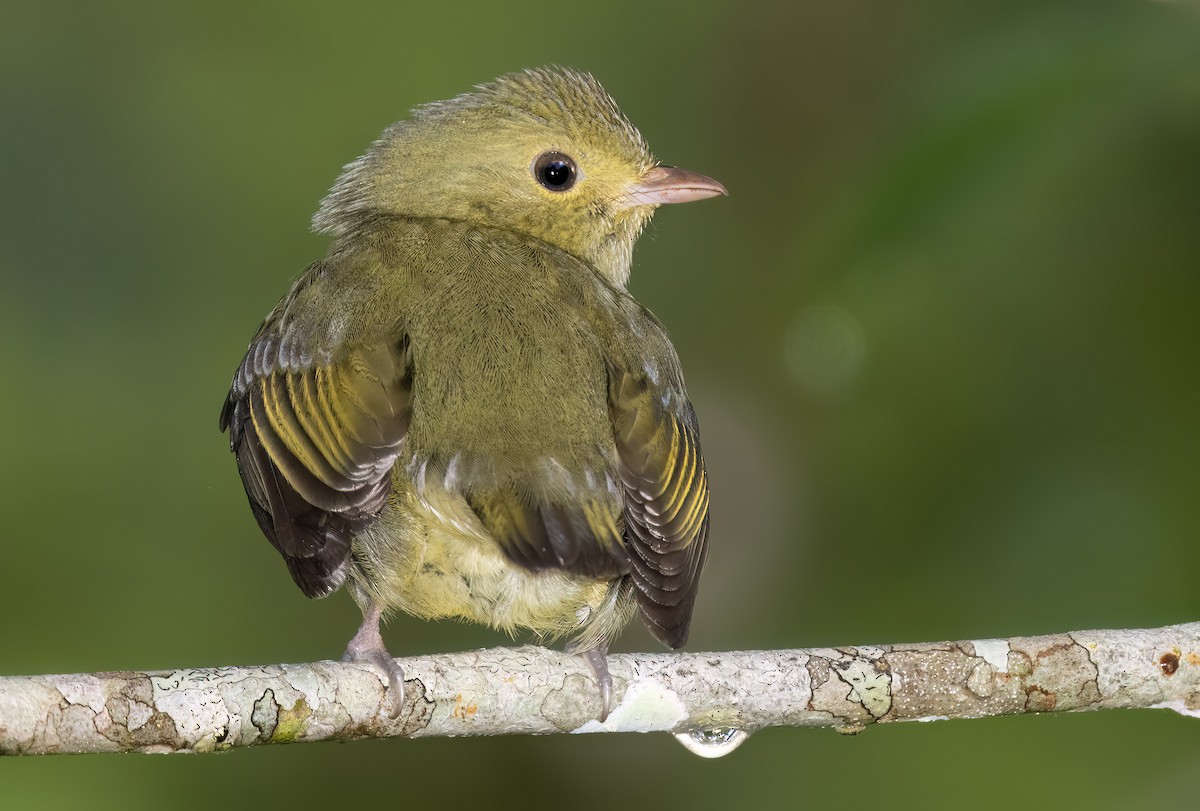 Red-capped Manakin - ML614245564