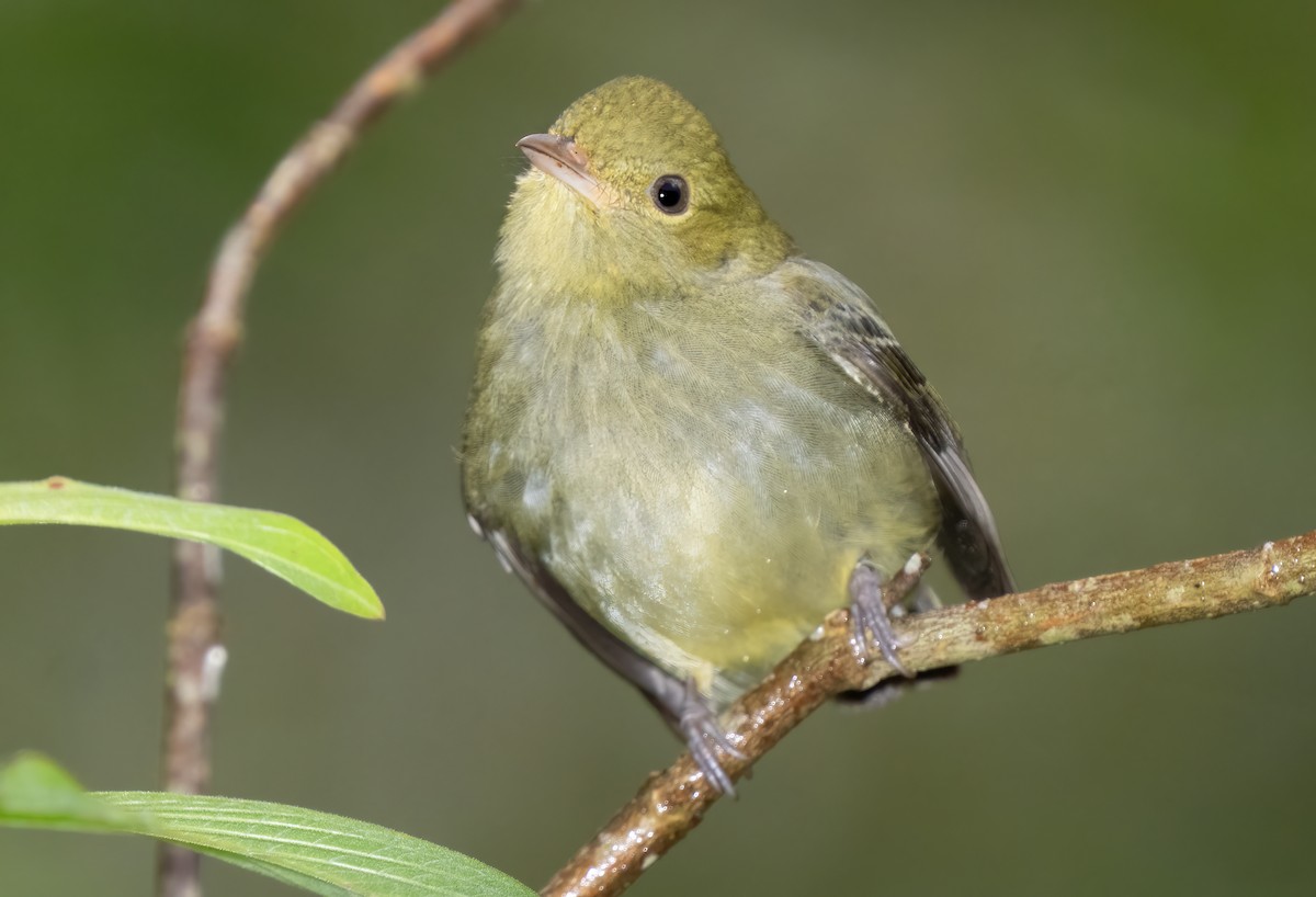 Red-capped Manakin - ML614245569