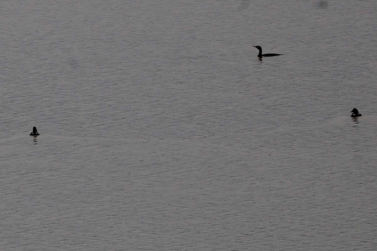 Common Goldeneye - Susan Wood